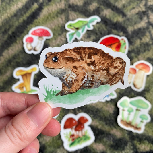 Common toad sticker