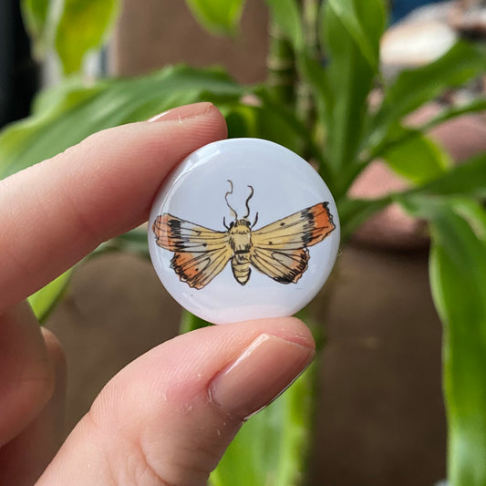 Yellow orange moth button