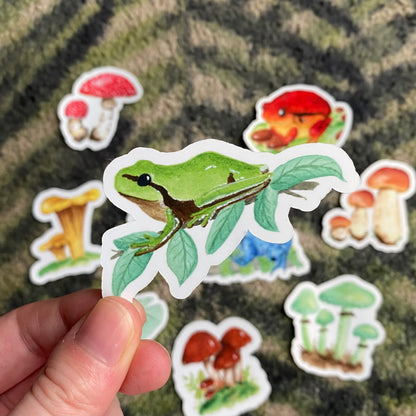 European tree frog sticker