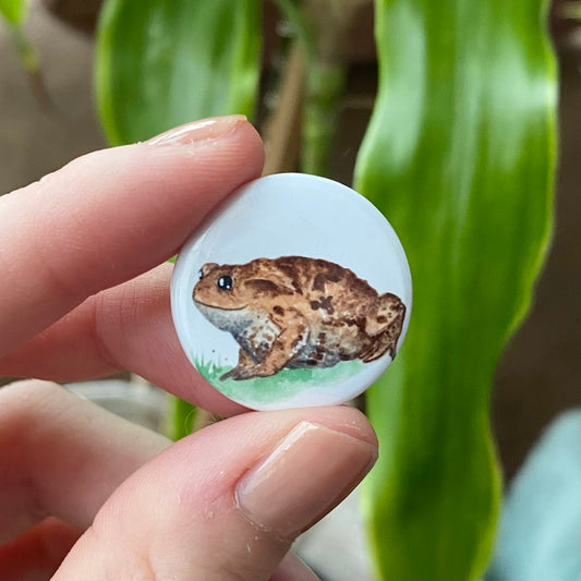 Common toad button